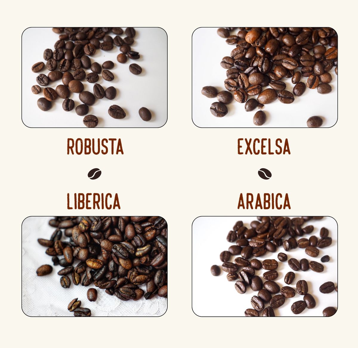 Dónde comprar granos de café Robusta: su guía definitiva